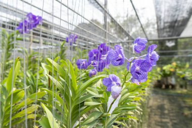 Mor orkideler çiçek açıyor, güzel ve çok ferahlatıcı..