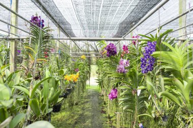 Orkideler çok güzel ve ferahlatıcıdır..