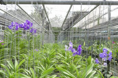 Mor orkideler çiçek açıyor, güzel ve çok ferahlatıcı..