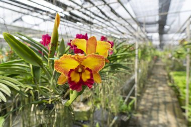 Portakal orkideleri çok güzel ve ferahlatıcıdır..