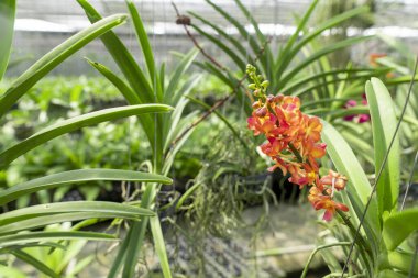 Portakal orkideleri çok güzel ve ferahlatıcıdır..