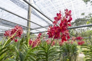 Kırmızı orkideler çok güzel ve ferahlatıcı..