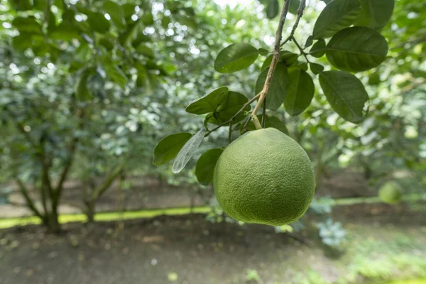 Kanal arasında yetiştirilmiş çiftçi Pomelo 'su. Su kaynaklarında bol miktarda.