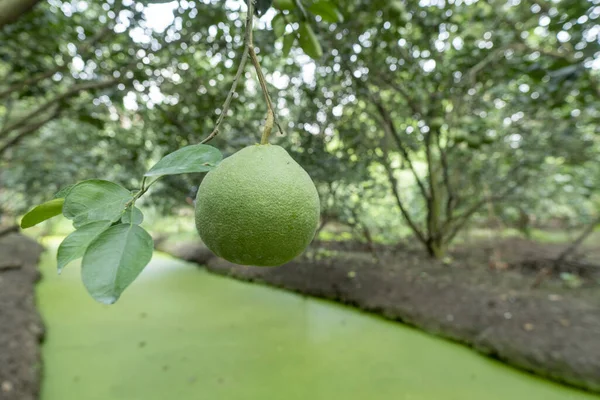 Kanal arasında yetiştirilmiş çiftçi Pomelo 'su. Su kaynaklarında bol miktarda.
