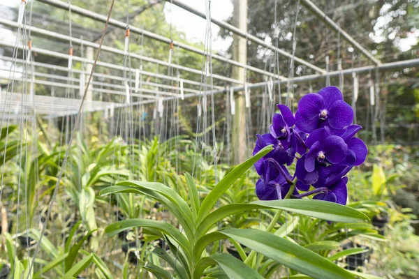 Las Orquídeas Púrpuras Están Floreciendo Hermosas Muy Refrescantes —  Fotos de Stock