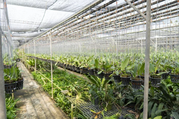 Orchid seedlings grown for sale are commercially grown.