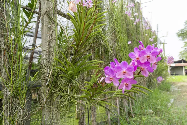 ピンクの蘭が美しくとてもさわやかな開花しています — ストック写真