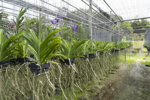 Orchid grown for sale are commercially grown.