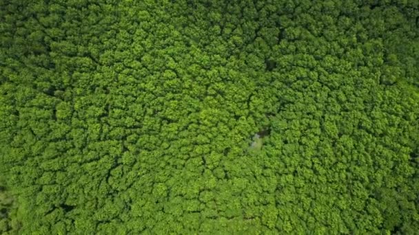 Photos aériennes de grandes forêts vertes en Thaïlande .
