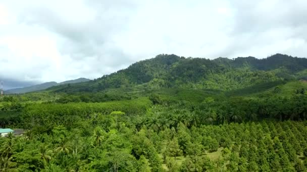 Flygbilder Stora Gröna Skogar Thailand — Stockvideo