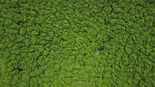 Photos aériennes de grandes forêts vertes en Thaïlande .