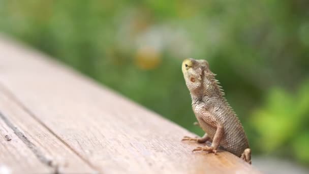 Kameleon Usiadł Drewnianej Desce Szukając Ofiary — Wideo stockowe