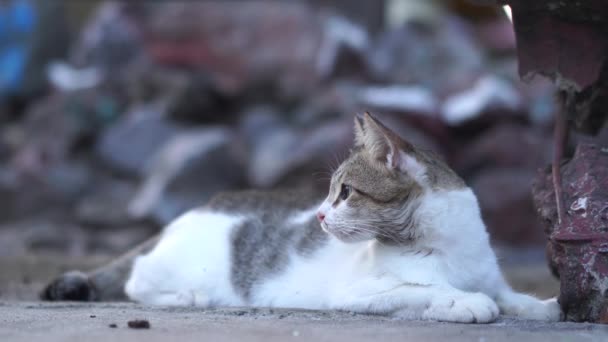 Kočka Spí Pohodlně Zblízka — Stock video