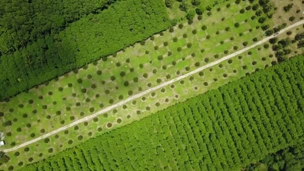 Durian Frutteto Che Divide Area Proporzioni Ordinata Vista Drone Fotografia — Video Stock