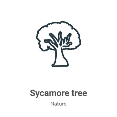 Sycamore ağacı ana hat vektör simgesi. İnce çizgi siyah çınar ağacı simgesi, düz vektör basit element çizimi, düzenlenebilir doğa kavramından izole edilmiş beyaz arkaplan vuruşu