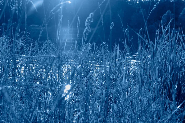 Uitzicht op het meer door het gras in de trendy klassieke blauwe kleur van het jaar. — Stockfoto