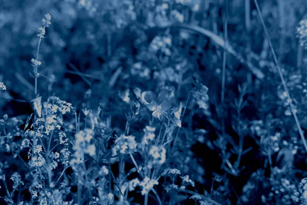 Close up lentebloem in de trendy klassieke blauwe kleur van het jaar. — Stockfoto