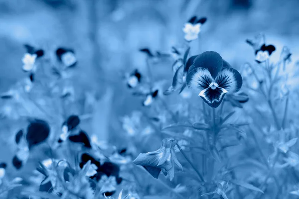 今年の流行の古典的な青の色の牧草地で春の花. — ストック写真