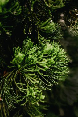 Ormanda yeşil eğrelti otu.