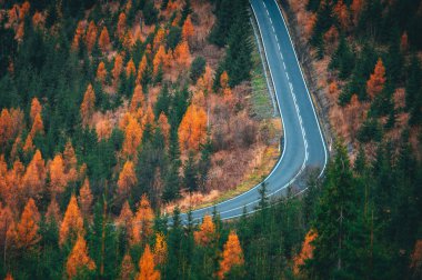 Turuncu sonbahar ormanında boş bir yol. Güzel doğa. Yol, gol, konsept fotoğraf