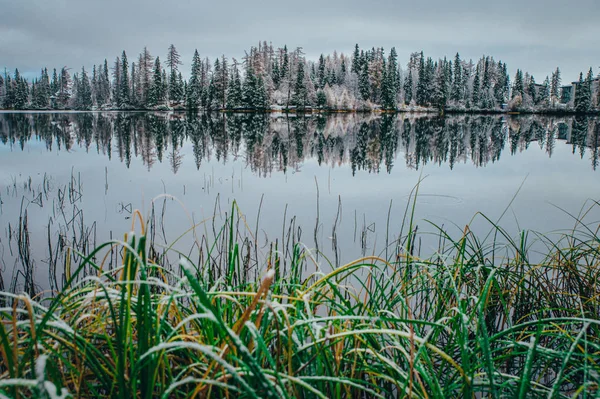 Carta da parati invernale. Erba verde, lago e alberi sullo sfondo — Foto Stock