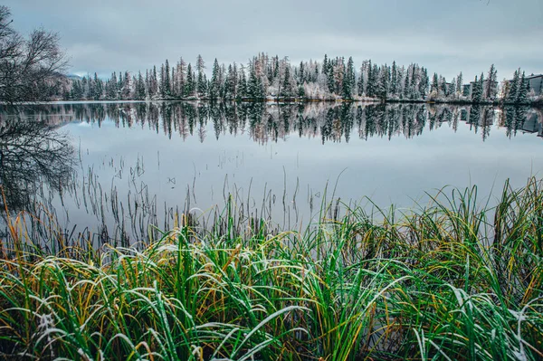 Зеленая трава у зимнего озера. Волшебные пейзажи — стоковое фото