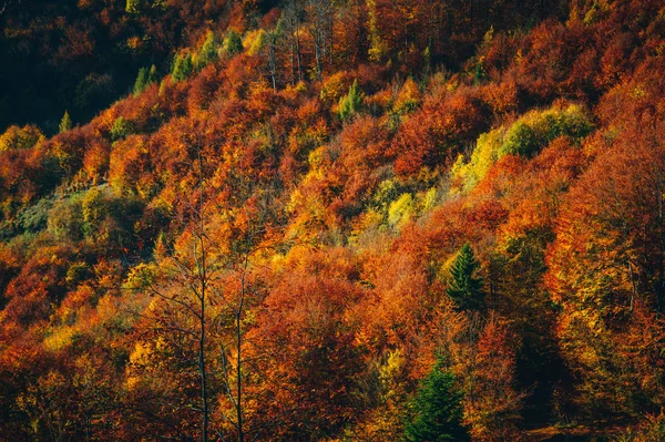Barevný podzimní les, letecký pohled. Přírodní tapety nebo pozadí — Stock fotografie