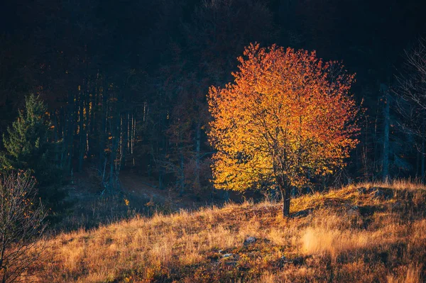 Barevný podzimní strom v teplém večerním světle. — Stock fotografie