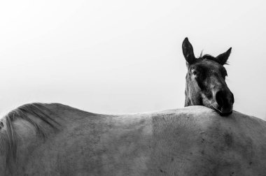 İki at, siyah beyaz at, hayvanların yaşamı, beyaz kurgu alanı.