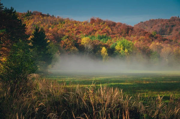 Мирный осенний утренний пейзаж у Карпатского леса — стоковое фото