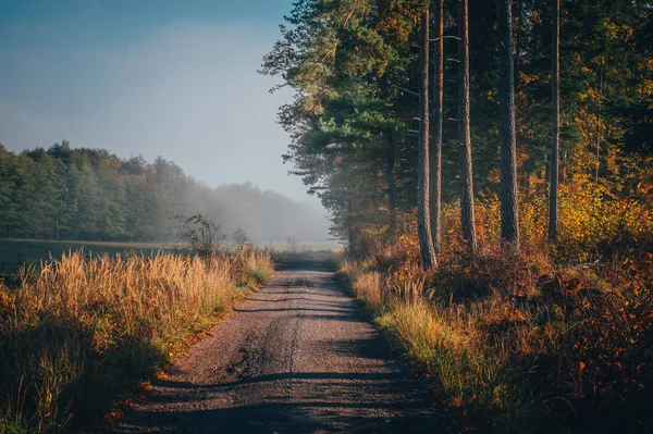 Estrada na floresta de outono colorido. Cenário bonito — Fotografia de Stock