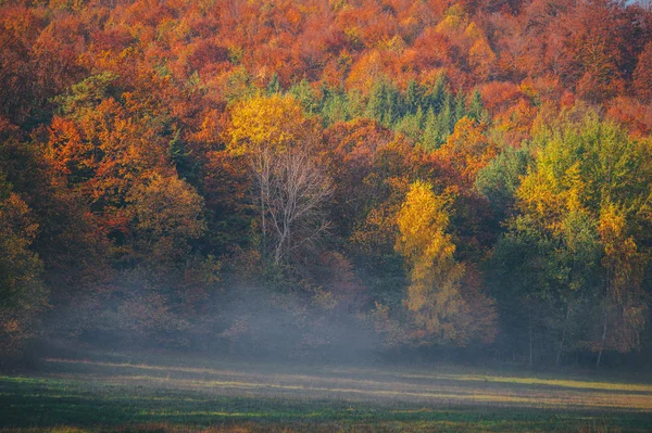 Färgglad höstskog, träd, dimma och äng. Morgonlandskap — Stockfoto