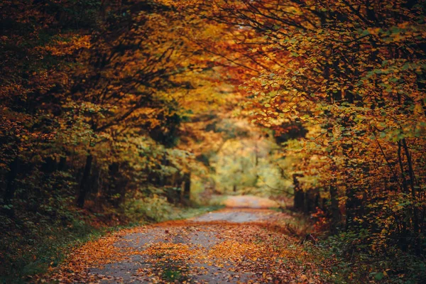 Oranžový podzimní les, cesta v krásné přírodě, barevné scenérie, původní oranžové tapety — Stock fotografie