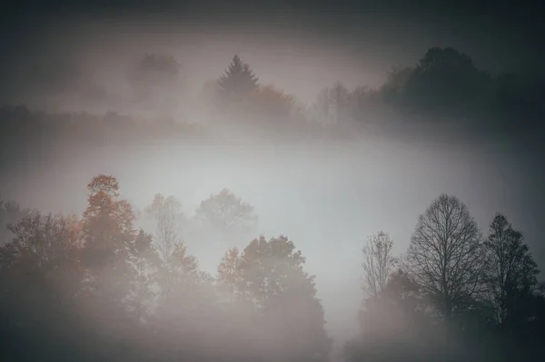 霧と木、秋の朝、インドの夏、美しい朝の風景 — ストック写真