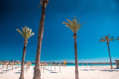 Güzel kumsaldaki palma ağaçları. Arka planda mavi deniz ve gökyüzü. Mallorca, İspanya