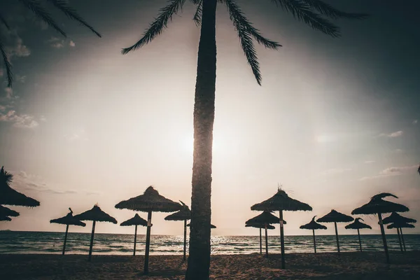 Silhueta de palmeira e parassóis na praia . — Fotografia de Stock