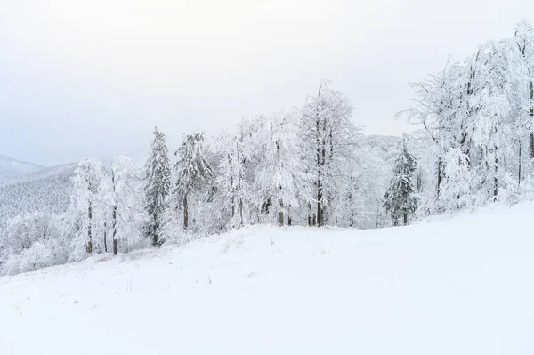 白い冬の雪景色、霧、森、編集スペース — ストック写真