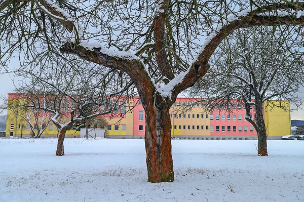 Egyedül fák fehér téli város, színes épület a háttérben — Stock Fotó