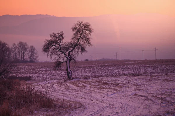 Дерево в замороженном красочный зимний пейзаж, оранжевый и красный редактировать пространство — стоковое фото