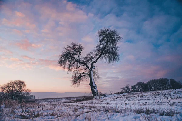 Árbol solitario, cielo colorido en el fondo, foto con espacio de edición — Foto de Stock