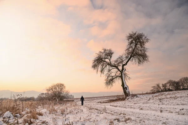 Caminante caminar solo en la naturaleza de invierno, el hombre de pie bajo el gran árbol solitario — Foto de Stock