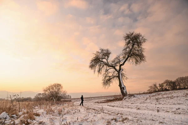 Loneliness concept photo. alone man walking in morning winter landscape under the tree