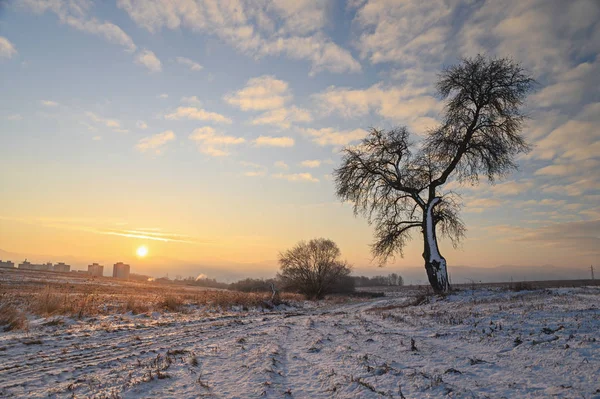 Silueta del árbol en la naturaleza del invierno, paisaje matutino en la luz del amanecer — Foto de Stock