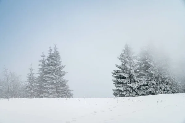 クリスマスの風景。冬の自然、白い編集スペース, — ストック写真