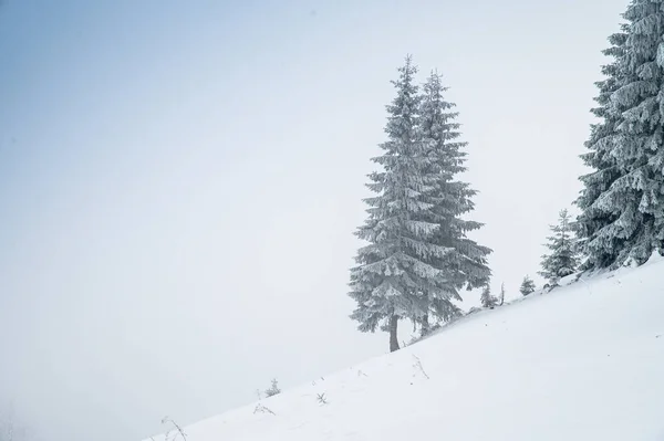 Christmas tree in winter nature. White edit space. High Quality photo — Stock Photo, Image