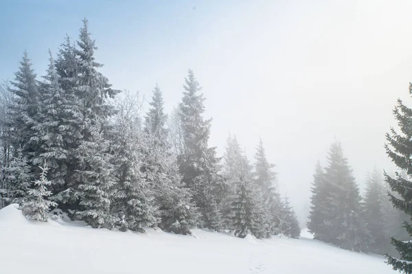 Árboles de coníferas en la naturaleza de invierno, blanco editar el espacio. Foto de alta calidad —  Fotos de Stock