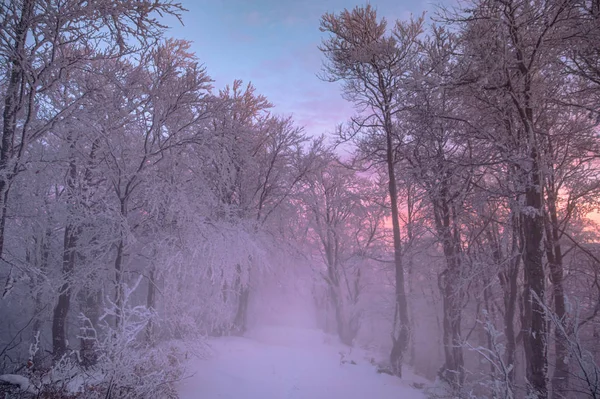 Зимний вечер в белом лесу, фиолетовое, красное и оранжевое небо на заднем плане — стоковое фото