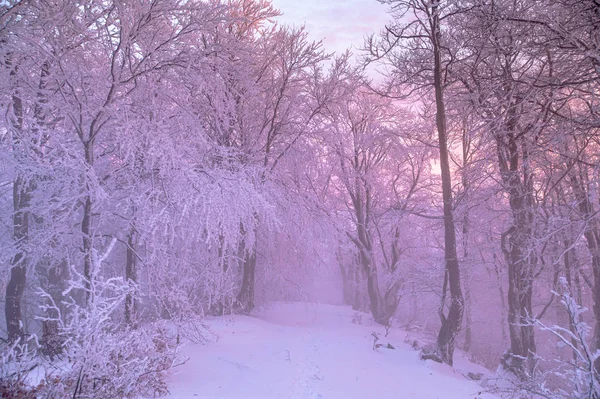 Белые зимние деревья, фиолетовый закат света на заднем плане — стоковое фото