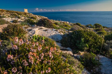 Deniz kenarında yeşil çalılar ve gül çiçekleri, mavi deniz ve arka planda günbatımı