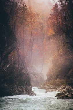 Sonbahar manzarası. Nehir renkli ormandan akıyor. Vintgar, Slovenya